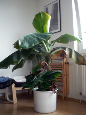 090915_Banane.jpg