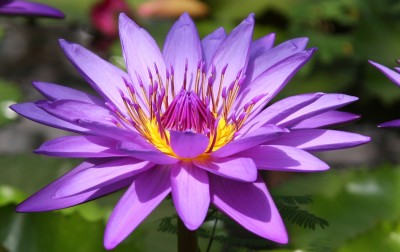 Makro Seerose.jpg