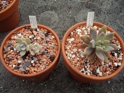 Graptopetalum-Paraguayense-Hybriden (4).JPG