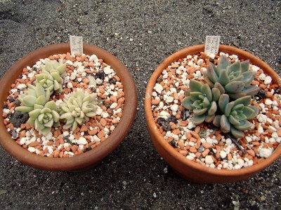 Graptopetalum-Paraguayense-Hybriden (3).JPG