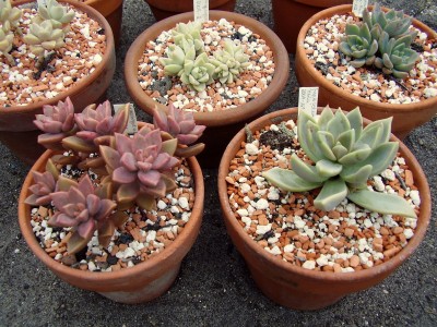 Graptopetalum-Paraguayense-Hybriden (2).JPG
