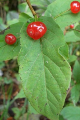 RoteBeeren.JPG
