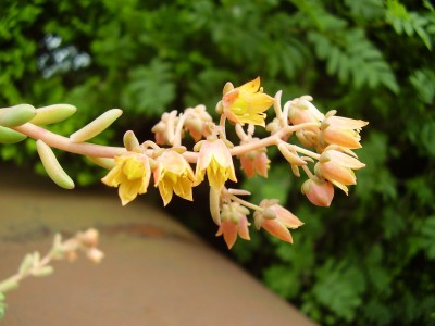 Cremneria expatriata (3).JPG