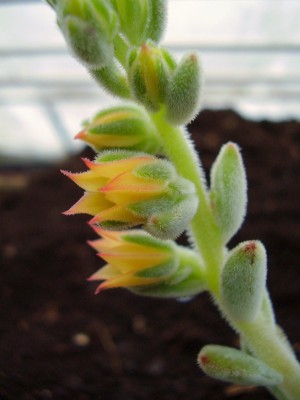 Echeveria pulvinata ´Frosty´ (4).JPG