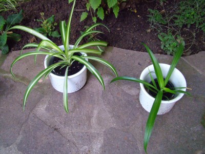 DSCF2180.JPG