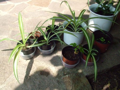 DSCF2178.JPG