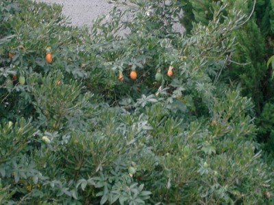 PICT1788.JPG