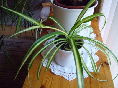 DSCF2181.JPG