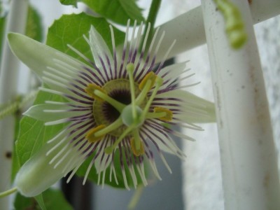 Passiflora morifolia.JPG