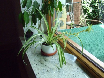 DSCF2177.JPG