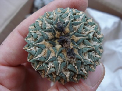 Ariocarpus kotschoubeyanus 2.jpg