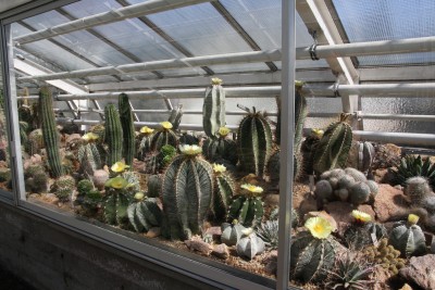 Astrophyten Blütenmeer.jpg