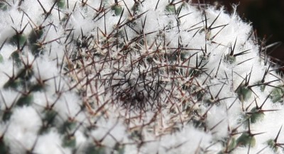 Makro Mammillaria.jpg