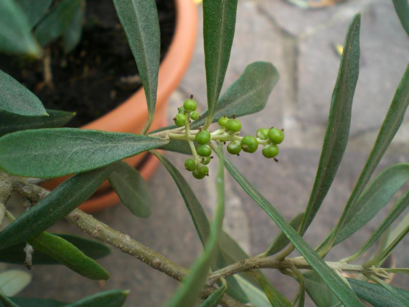 sansevieria trockene spitzen Sansevieria 'Pointe Jaune' – Secret Garden Plant Shop main image 1