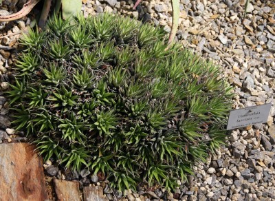 Haworthia fasciata.jpg