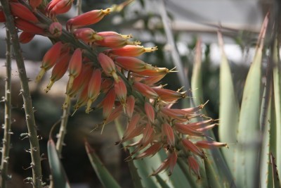 Unbekannte Blüte.jpg