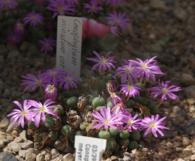 Conophytum.jpg