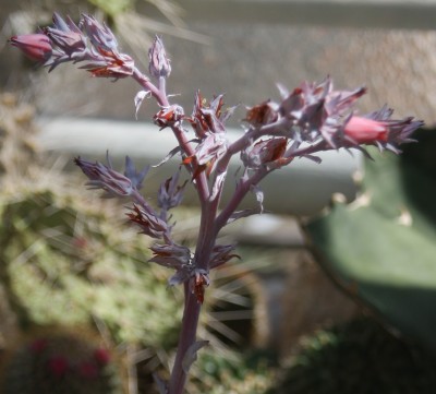 Echeveria 1 Blüte.jpg
