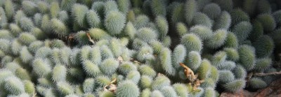 Sedum hintonii.jpg