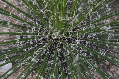 Agave 1.jpg