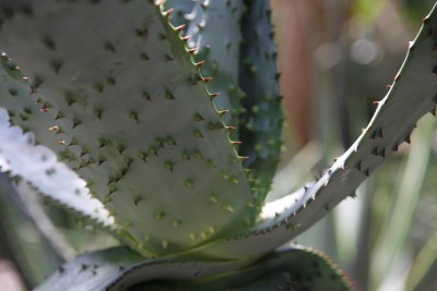 Agave 2.jpg