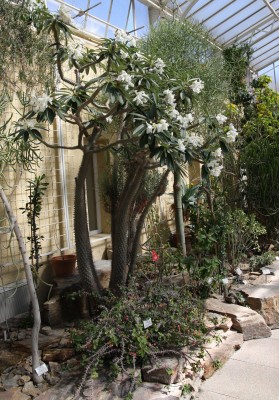Pachypodium lamerei 2.jpg