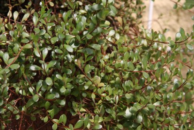 Kalanchoe manginii.jpg