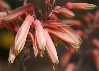 Aloe Blüten.jpg