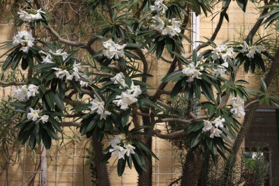 Pachypodium lamerei.jpg