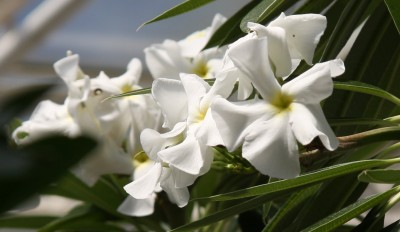 Pachypodium lamerei Blüten 2.jpg