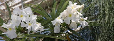 Pachypodium lamerei Blüten 1.jpg