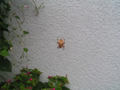 2009-08-25 Kreuzspinne Garten 001.JPG