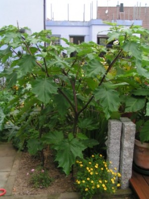 2009-08-25 Kreuzspinne Garten 016.JPG