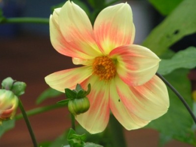 2009-08-25 Kreuzspinne Garten 010.JPG