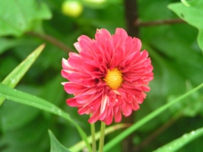 2009-08-25 Kreuzspinne Garten 009.JPG