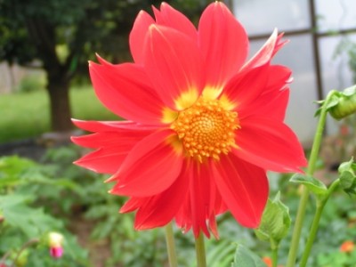 2009-08-25 Kreuzspinne Garten 007.JPG