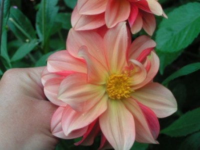 2009-08-25 Kreuzspinne Garten 006.JPG