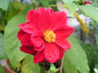 2009-08-25 Kreuzspinne Garten 005.JPG