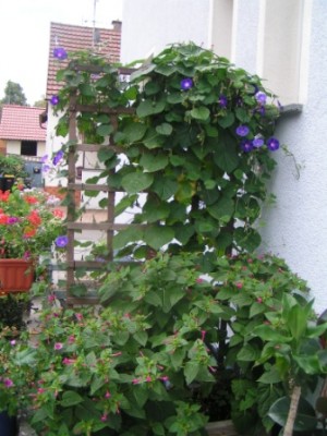 2009-08-25 Kreuzspinne Garten 002.JPG