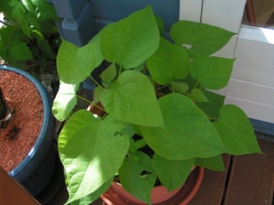 2009-08-02 Garten und Gartenmöbel 005.JPG
