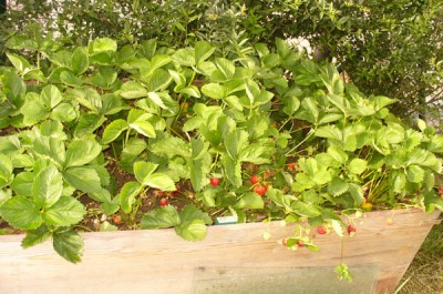 Hochbeet  mit Erdbeeren001.jpg
