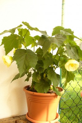 Abitulon von Wunderblume001.jpg