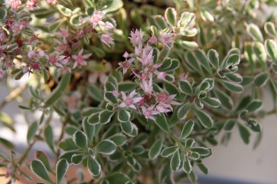 Phedimus stoloniferus Variegata.jpg
