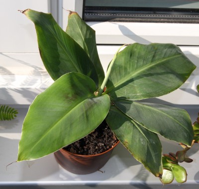 Baumarktbanane.jpg