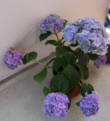Hortensie.jpg