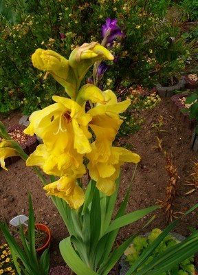 Gladiole - gelb.JPG