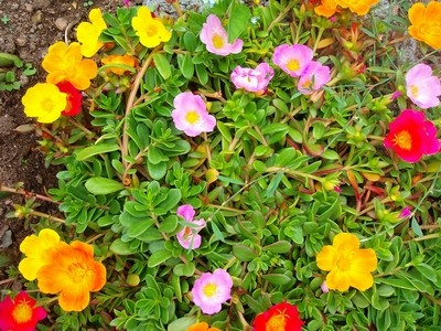 Portulakröschen - 1.JPG