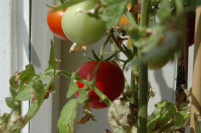 Tomaten 20a.jpg