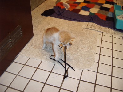 IMG00010.JPG