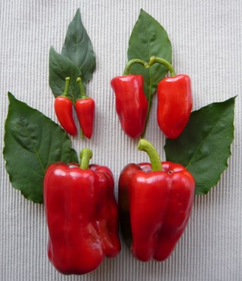 Peperoni x Peperoncini 1.jpg